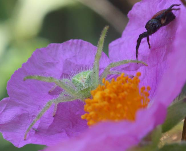 Heriaeus sp. - Soriano nel Cimino (VT)